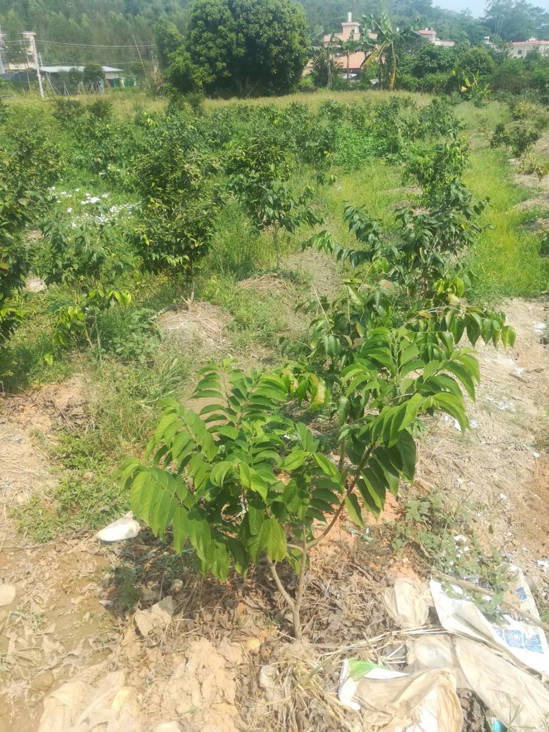 各种进口水果苗
