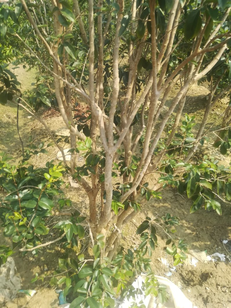 各种进口水果苗