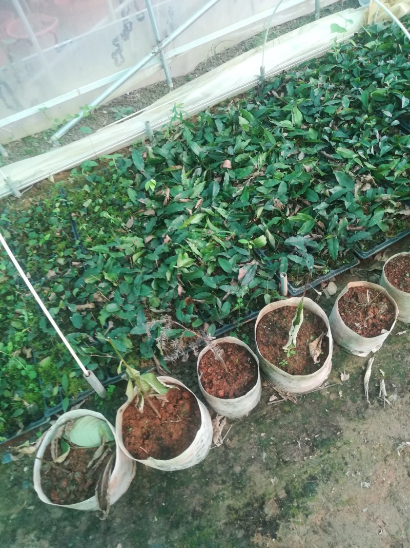 各种进口水果苗