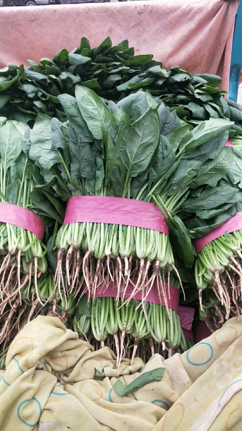 菠菜河北菠菜大量上市品质保证货源充足欢迎来电采购