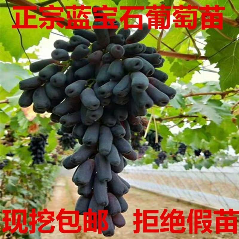 优质嫁接甜蜜蓝宝石葡萄苗现挖现发假一赔十放心购买