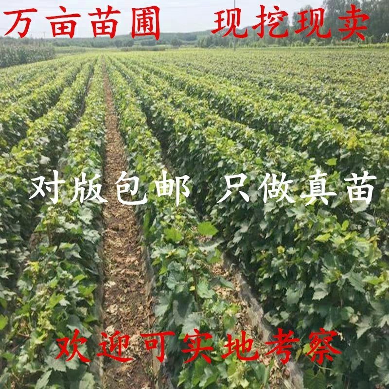 优质嫁接甜蜜蓝宝石葡萄苗现挖现发假一赔十放心购买