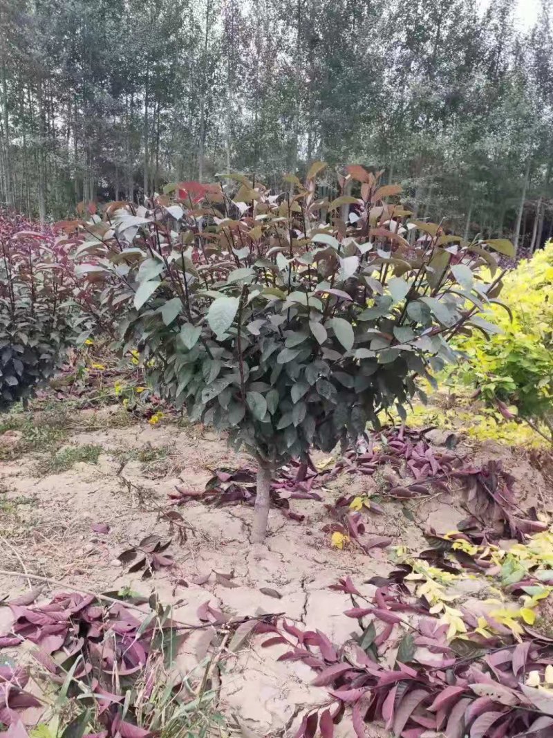 紫叶矮樱球