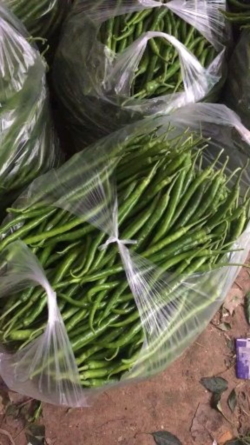 湘辛，线椒，大椒