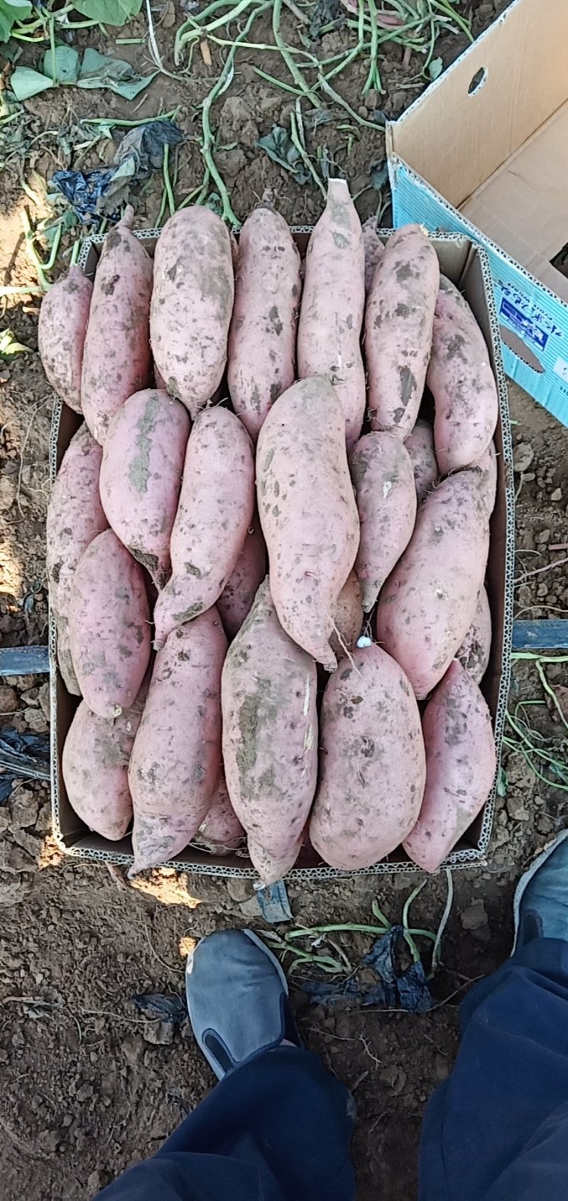 大量龙薯九