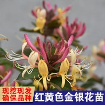 四季金银花苗盆栽地栽基地直销现挖现发包成活全国发货