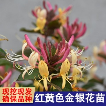 四季金银花苗盆栽地栽基地直销现挖现发包成活全国发货