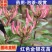 四季金银花苗盆栽地栽基地直销现挖现发包成活全国发货