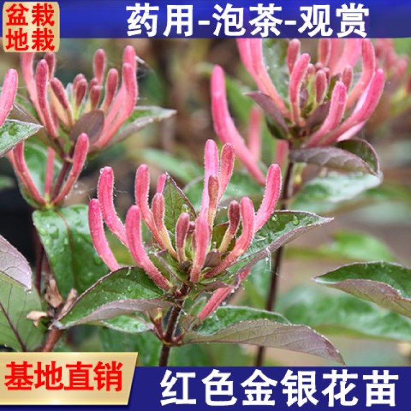 四季金银花苗盆栽地栽基地直销现挖现发包成活全国发货
