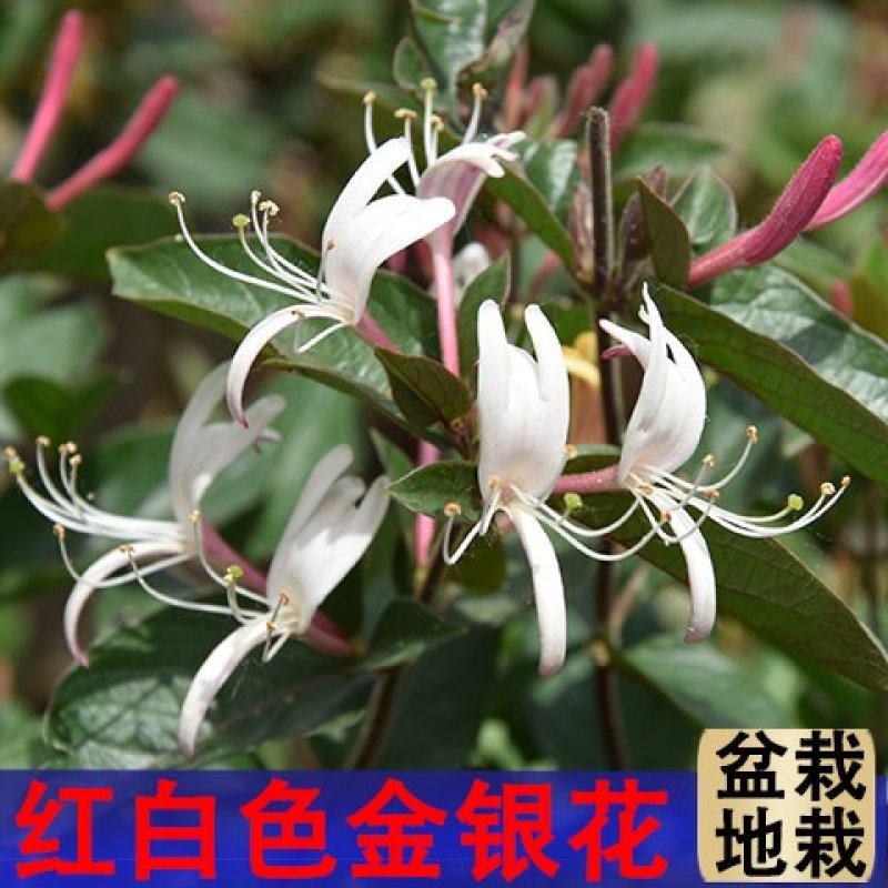四季金银花苗盆栽地栽基地直销现挖现发包成活全国发货