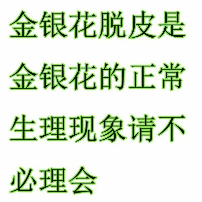 四季金银花苗盆栽地栽基地直销现挖现发包成活全国发货