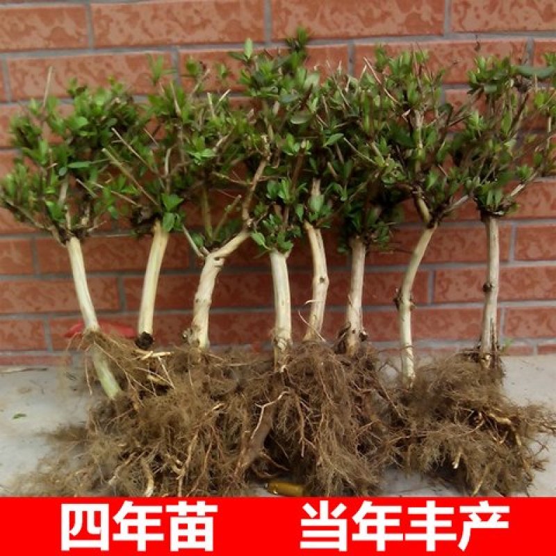 四季金银花苗盆栽地栽基地直销现挖现发包成活全国发货