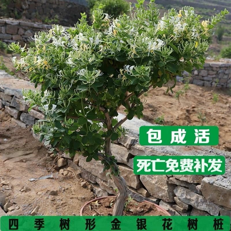 四季金银花苗盆栽地栽基地直销现挖现发包成活全国发货