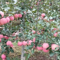 农副食品陕甘交界渭河两岸红富士，颜色鲜艳，果肉清甜，糖份