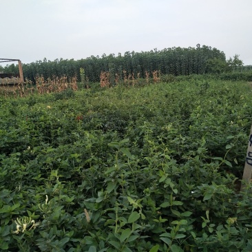 金银花苗每棵0.8元