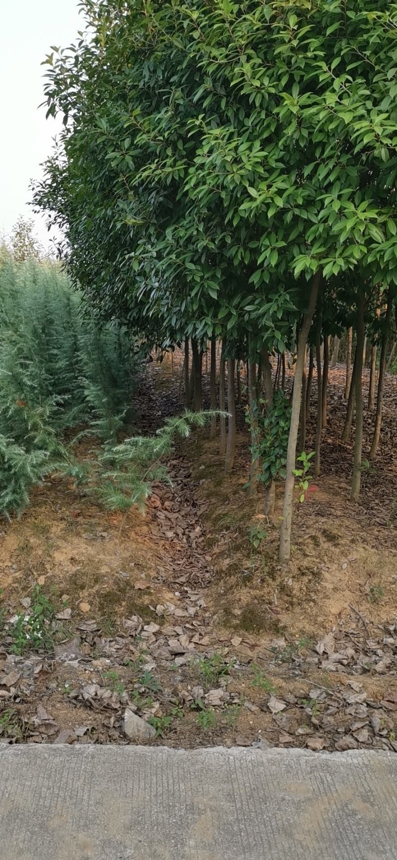 红叶石楠3-5-6公分价格，石楠树价格，红叶石楠