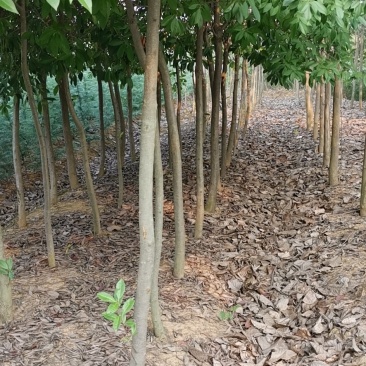 红叶石楠3-5-6公分价格，石楠树价格，红叶石楠