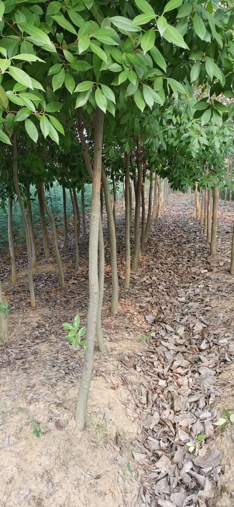 红叶石楠3-5-6公分价格，石楠树价格，红叶石楠