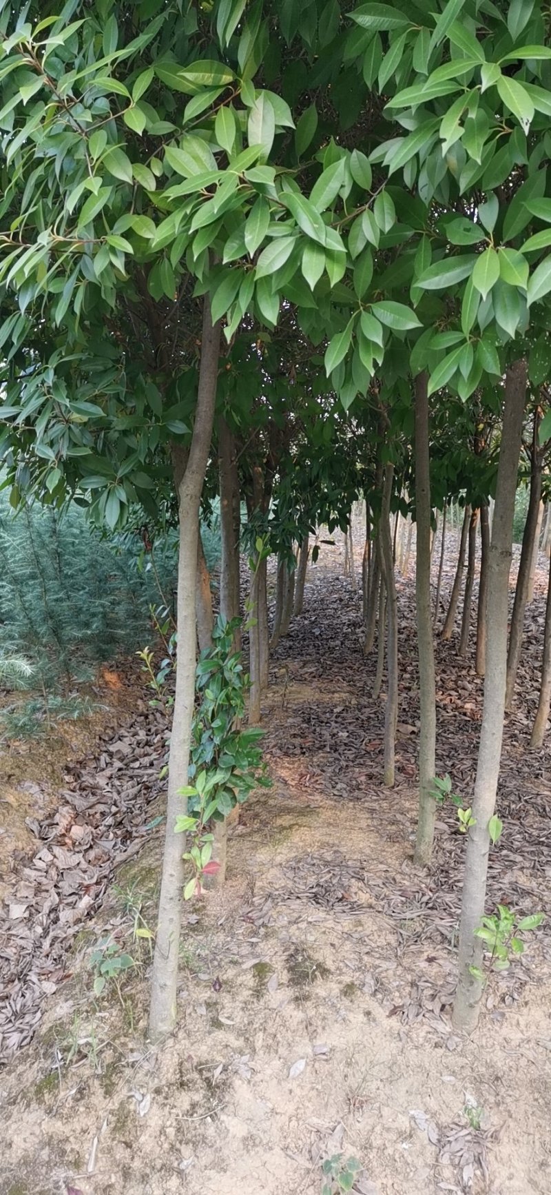 红叶石楠3-5-6公分价格，石楠树价格，红叶石楠