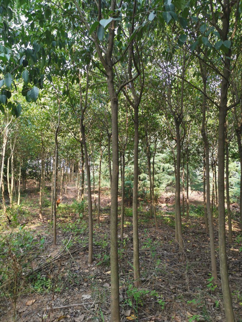 红叶石楠3-5-6公分价格，石楠树价格，红叶石楠