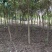 红叶石楠3-5-6公分价格，石楠树价格，红叶石楠