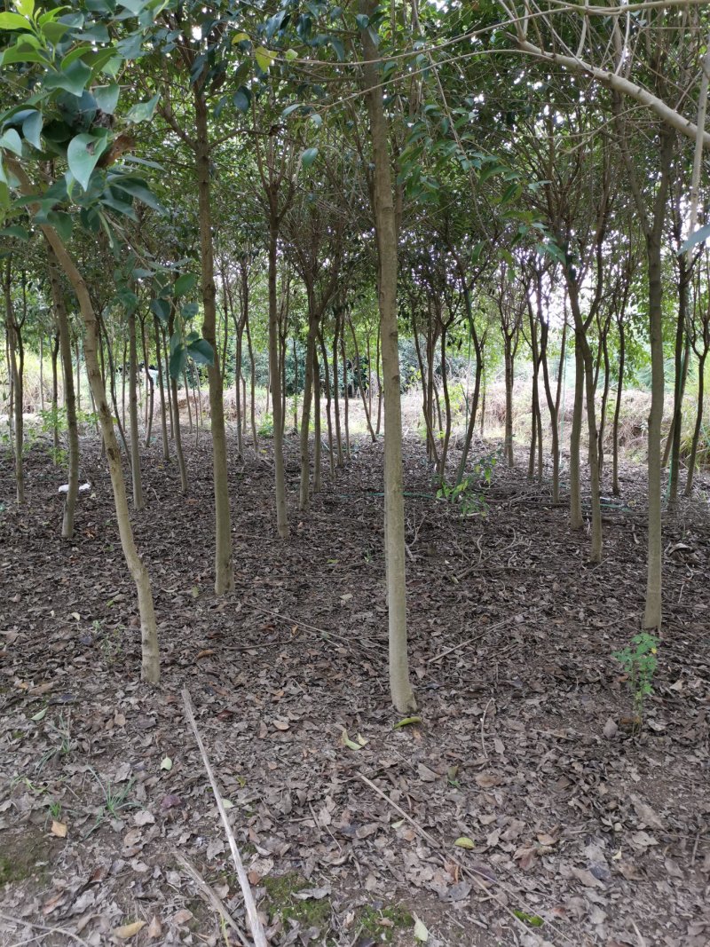红叶石楠3-5-6公分价格，石楠树价格，红叶石楠