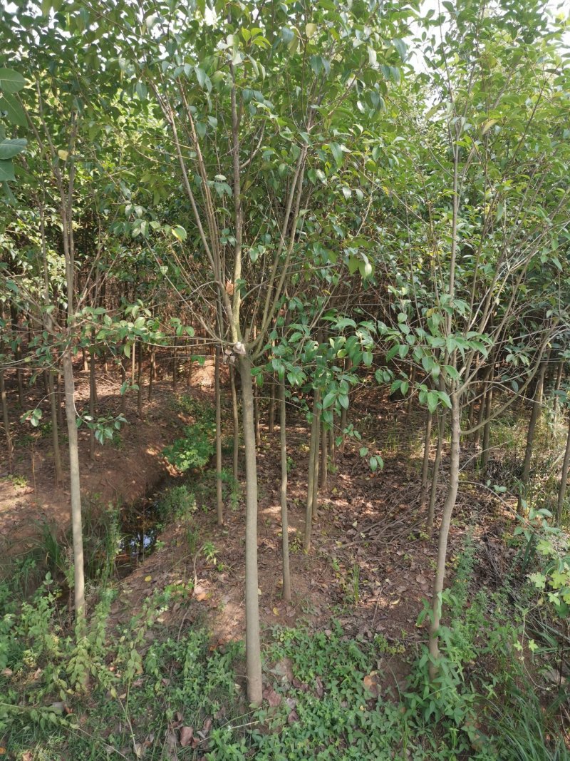 红叶石楠3-5-6公分价格，石楠树价格，红叶石楠