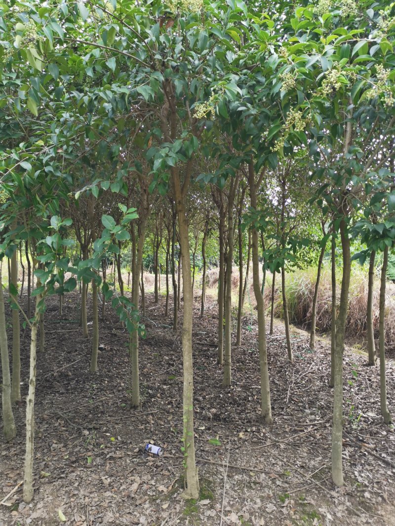 红叶石楠3-5-6公分价格，石楠树价格，红叶石楠