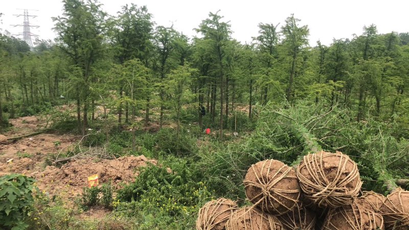 中山杉6公分8公分10公分价格，杉树价格，中山杉