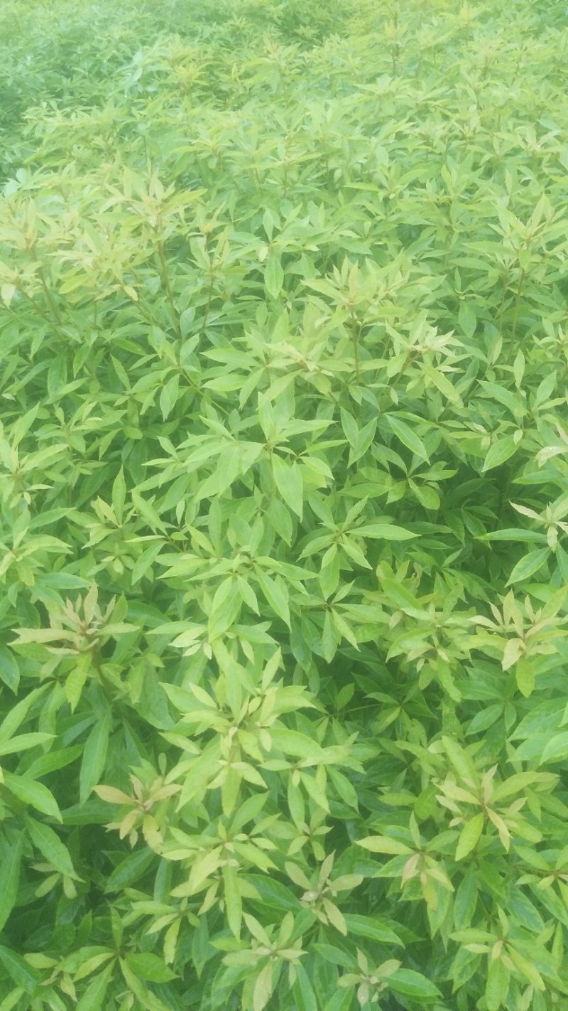 种苗