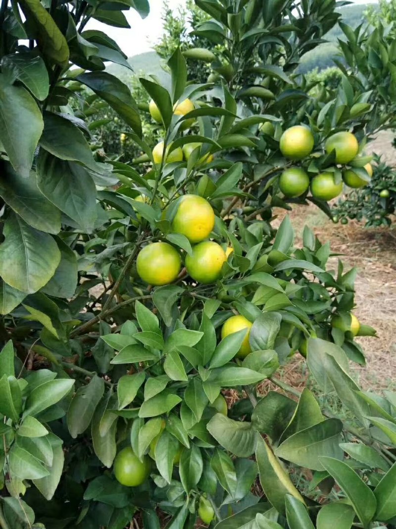 红橙