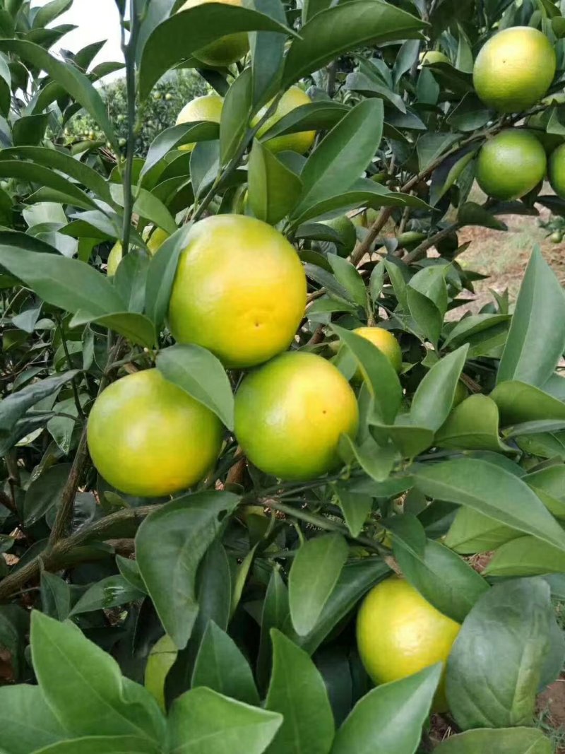 红橙