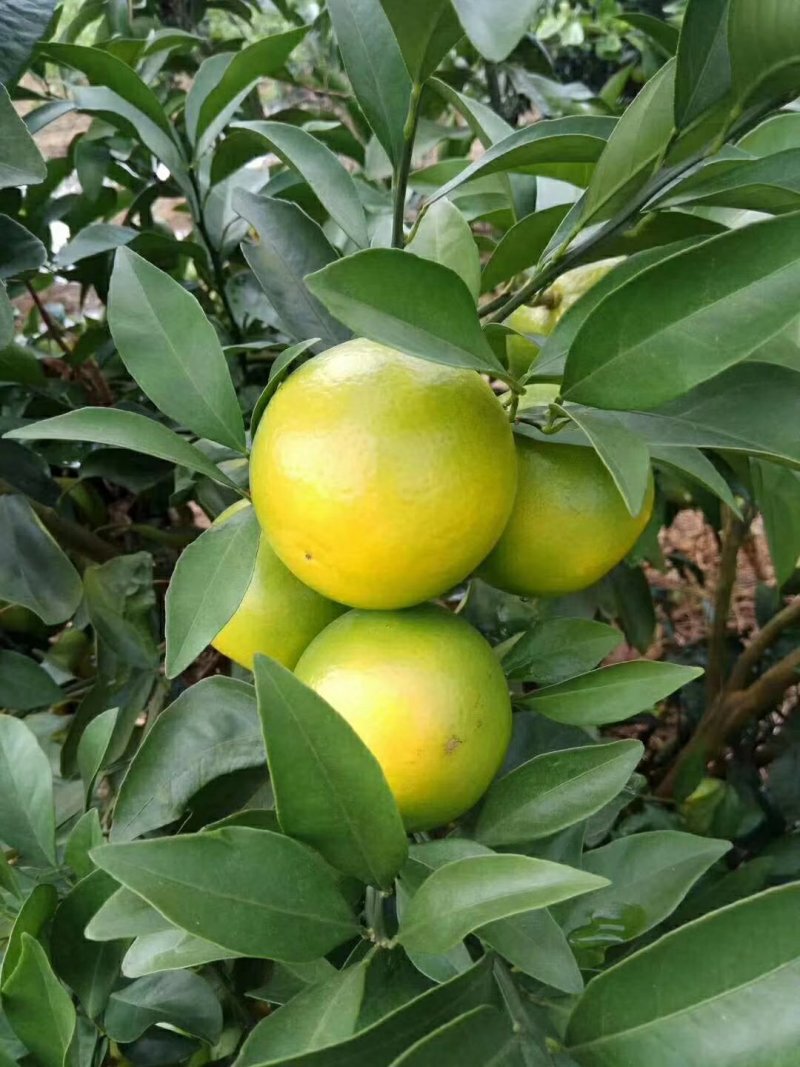 红橙