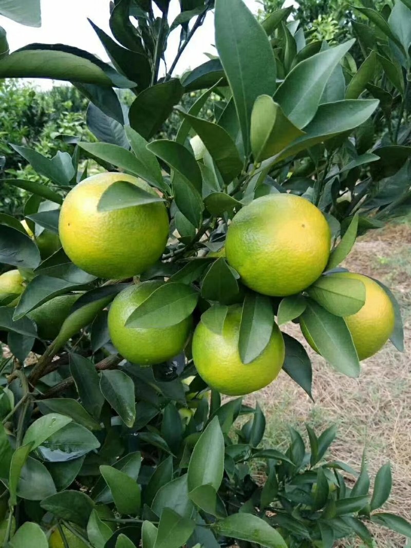 红橙