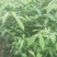 种苗