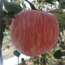 来自黄士高原的富士苹果。