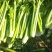 【精选】西芹，法国皇后西菜，山东芹菜主产地基地！代发全国