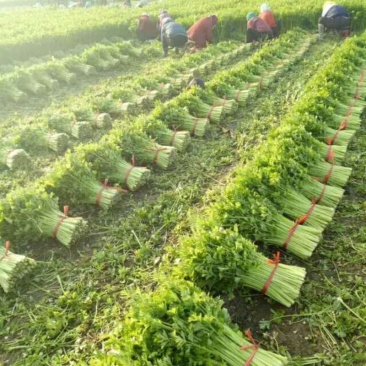 【精选】西芹，法国皇后西菜，山东芹菜主产地基地！代发全国