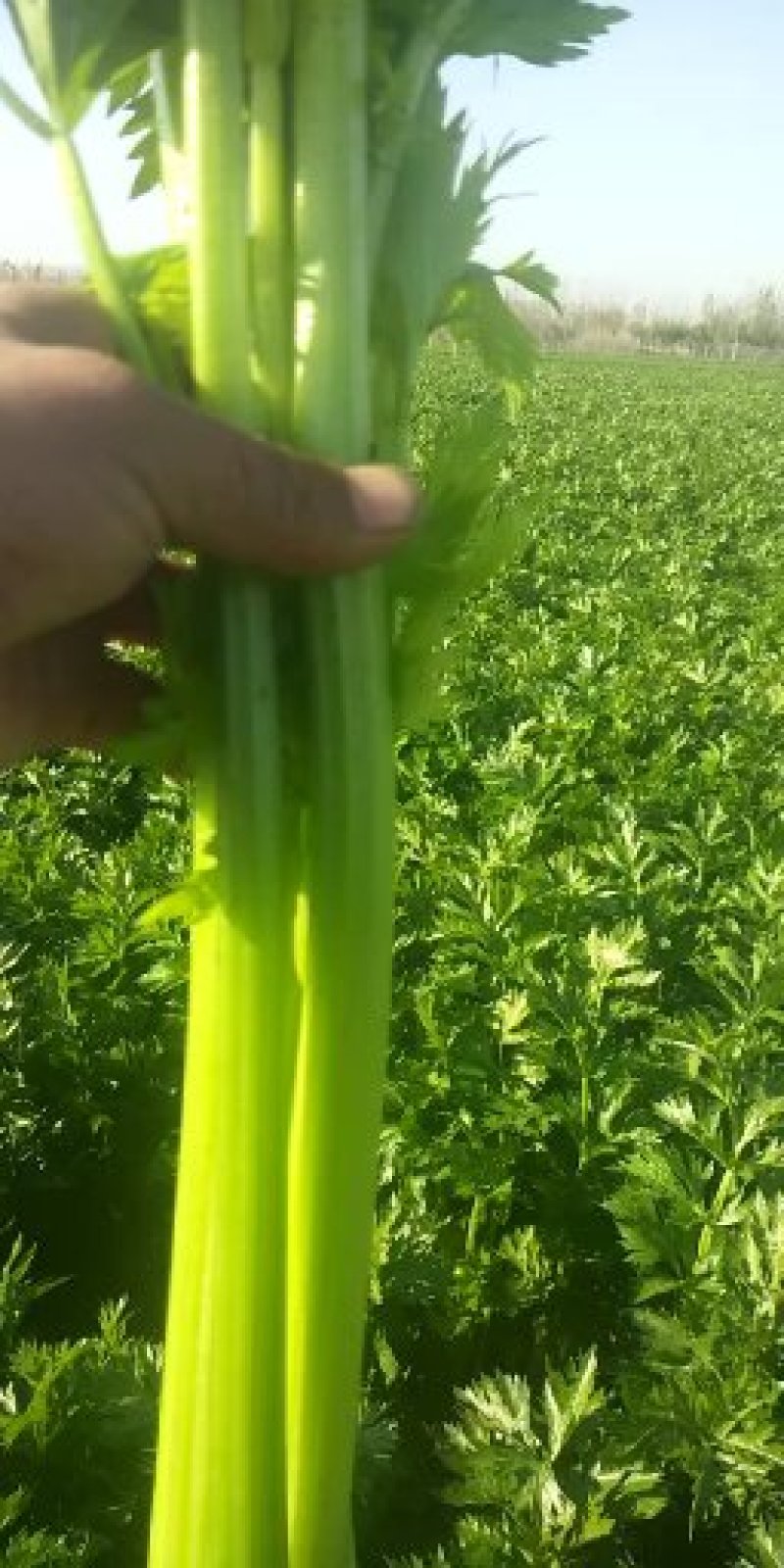 【精选】西芹，法国皇后西菜，山东芹菜主产地基地！代发全国