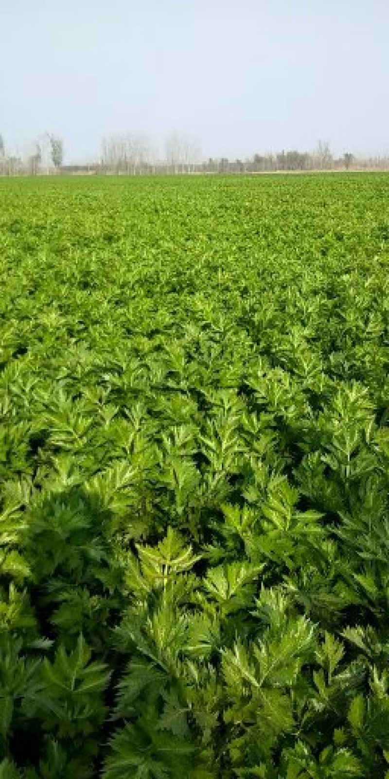 【精选】西芹，法国皇后西菜，山东芹菜主产地基地！代发全国