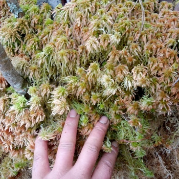 水苔