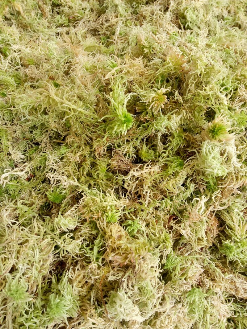 水苔