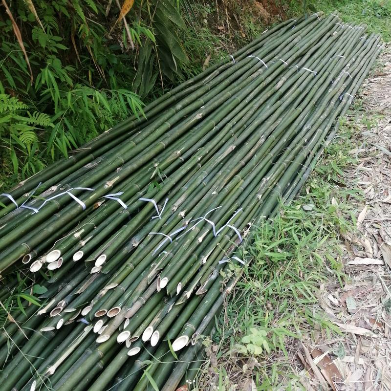 大竹杆冬瓜棚芭蕉竹6米长