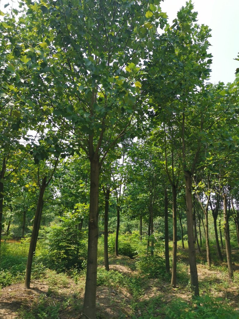 马褂木18公分20公分马褂木价格，马褂木产地