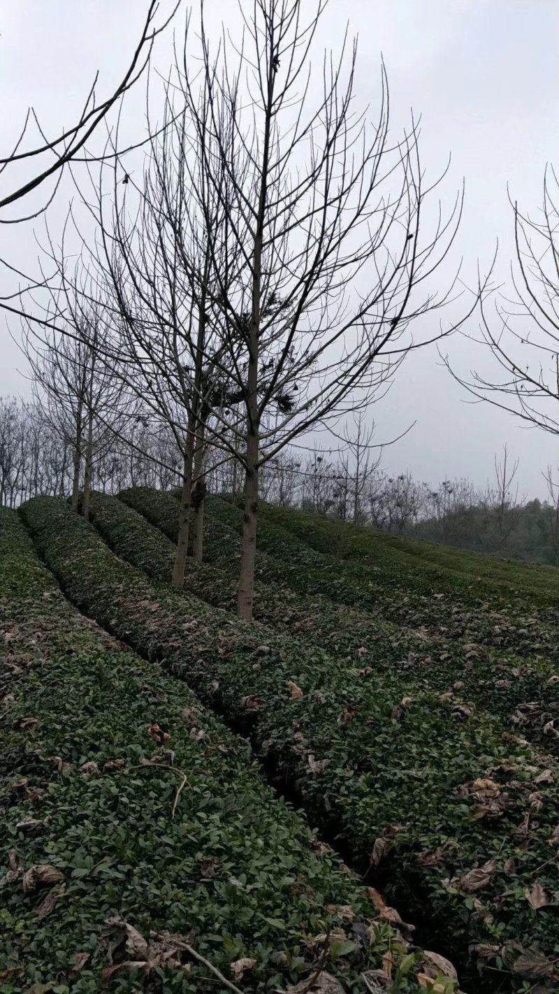 马褂木18公分20公分马褂木价格，马褂木产地
