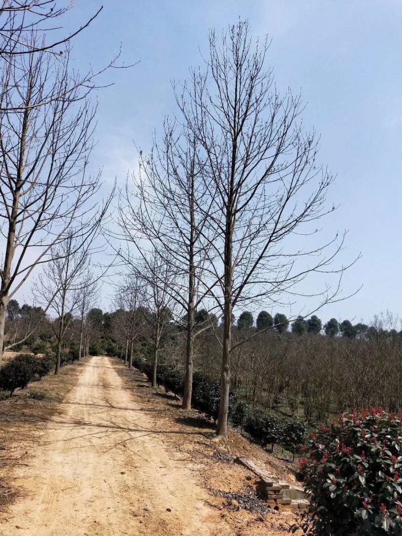 马褂木18公分20公分马褂木价格，马褂木产地