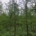 中山杉15公分16公分中山杉18公分价格，杉树价格