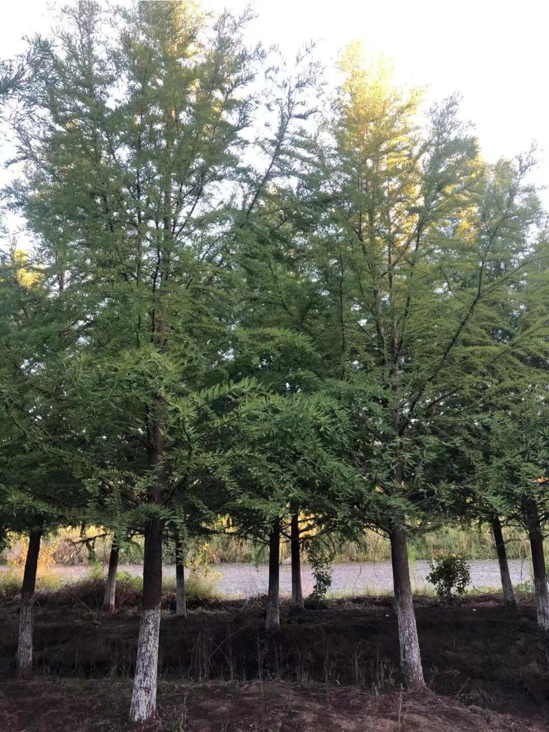 中山杉15公分16公分中山杉18公分价格，杉树价格