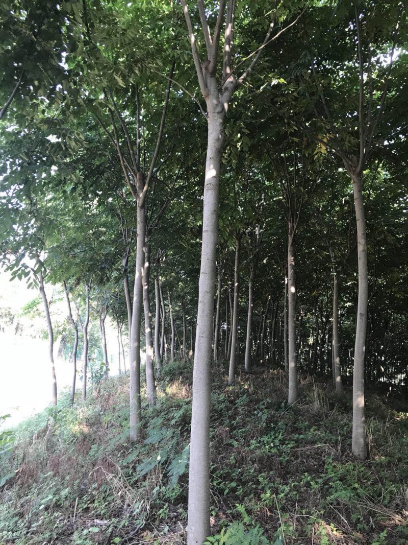 榉树12公分榉树14公分15公分榉树，榉树装车价格