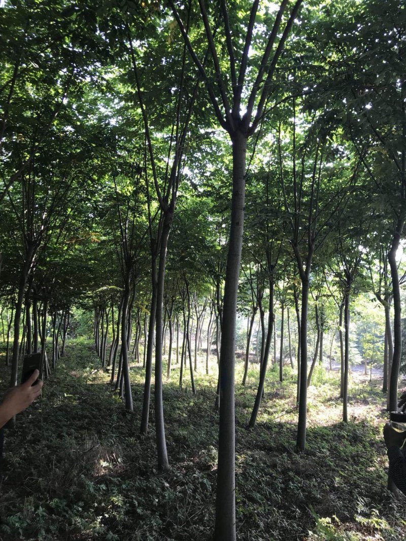 榉树12公分榉树14公分15公分榉树，榉树装车价格